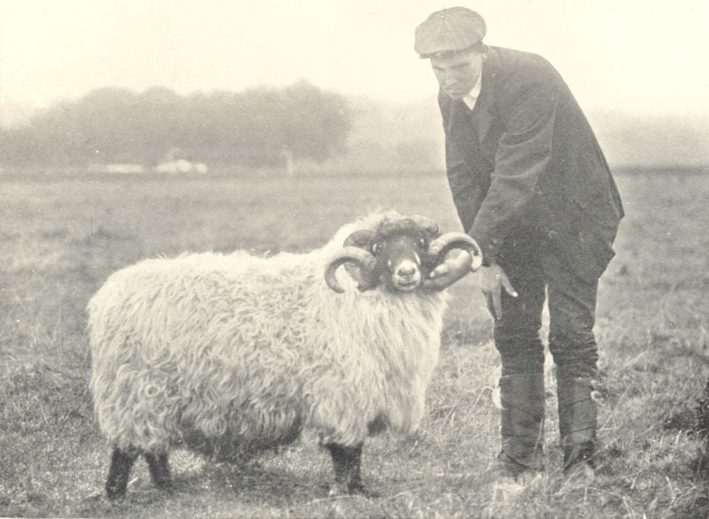 SHEEP. Rough Fell Ram 1912 old antique vintage print picture